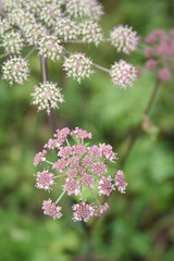Aegopodium podagraria plant in bloom, also called Bishop's weed or Goutweed, White flowers in the meadow
