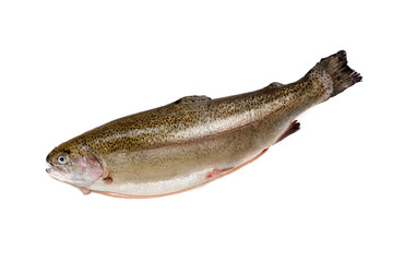 Salmon fish isolated on white background, rainbow trout, Fresh raw fish.