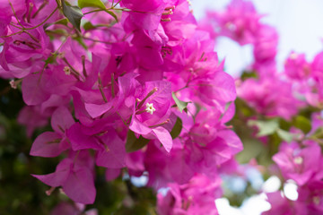 Pink bougainvillea flowers on a clear day