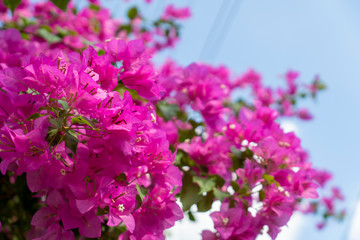 Obraz premium Pink bougainvillea flowers on a clear day