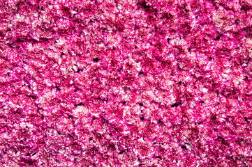 Beautiful fresh pink flower texture background