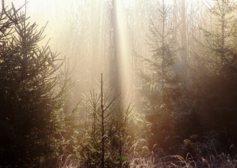 Obraz premium Sonnenstrahlen die im Gegenlicht durch den Nebel im Wald in einer Kaskade auf einen Waldweg scheinen