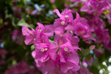 Pink bougainvillea flowers on a clear day
