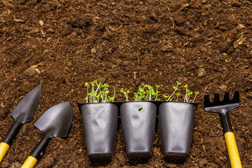 Green seedlings and garden tools on soil background. Ready for planting in open ground. Plant care...