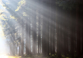 Sonnenstrahlen die im Gegenlicht durch den Nebel im Wald in einer Kaskade auf einen Waldweg scheinen