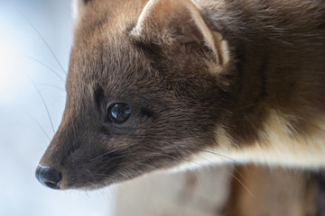 Kopf eines Baummarders in der Seitenansicht