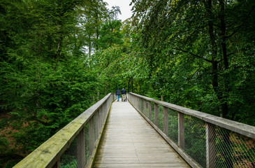 Fototapeta na wymiar path in the treetop path on the island of rügen, germany