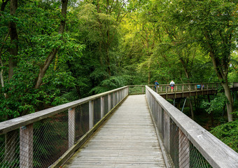 path in the treetop path on the island of rügen, germany