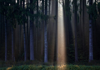 Sonnenstrahlen die im Gegenlicht durch den Nebel im Wald in einer Kaskade auf einen Waldweg scheinen