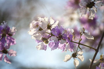 Lagerstroemia loudonii flower or Lagerstroemia floribunda. Beautiful blooming pink-purplish-white blooming flowers on the against the bright morning. is in the family Lythraceae. Soft selected focus.