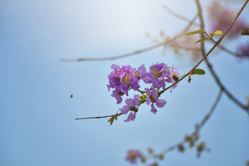Lagerstroemia loudonii flower or Lagerstroemia floribunda. Beautiful blooming pink-purplish-white blooming flowers on the against the bright morning. is in the family Lythraceae. Soft selected focus.