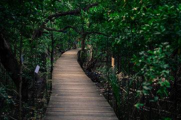 Fototapeta na wymiar wooden bridge in forest
