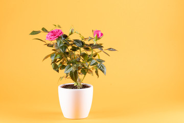 Pink roses in white flowerpot, yellow background, copy-space