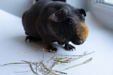 Close-up of dark brown hairless guinea pig with red fur on her nose with small amount of straw. Selective focus.