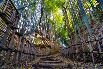 Footpath through into a bamboo forest in Chiba prefecture, JAPAN.