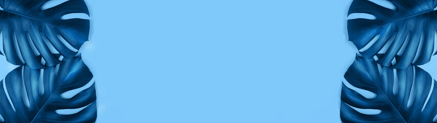 Banner made from tropical jungle monstera leaves isolated on blue background. Flat lay style.