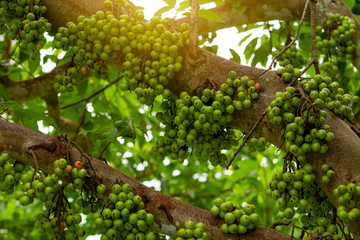 Fototapeta na wymiar Cluster fig (Ficus racemosa) in tropical forest. Bottom view of green tree in tropical forest. Closeup raw and ripe cluster fig on branches of tree. Organic fruit. Bunch of green fruit.