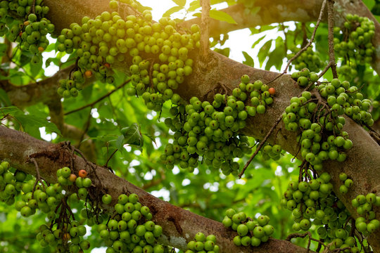 Cluster fig (Ficus racemosa) in tropical forest. Bottom view of green tree in tropical forest. Closeup raw and ripe cluster fig on branches of tree. Organic fruit. Bunch of green fruit.