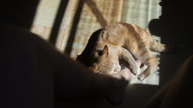 slow motion red cat plays with the owner's leg, bites and scratches it
