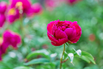 Dark pink peonies blossoming in the garden