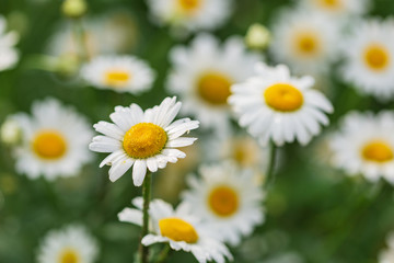 Camomille flower in the garden