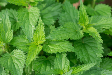 Young green nettle leaves in the sun