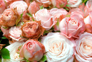 Delicate English roses, romantic floral background for weddings, etc.
