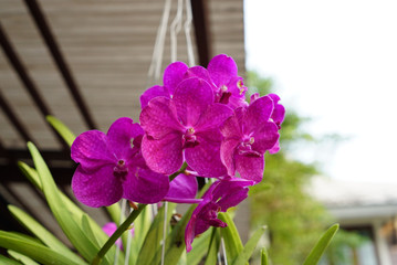 Close up of the beautiful violet orchid flower hanging on the house patio