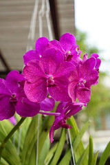 Close up of the beautiful violet orchid flower hanging on the house patio