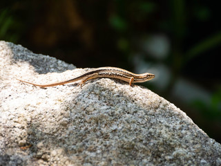 Japanese grass lizard - Takydromus tachydromoides - is on a rock in Fukuoka city, JAPAN.