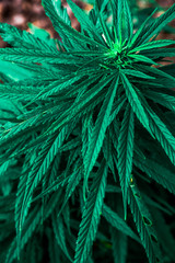 Blooming Marijuana plant with early white Flowers, cannabis sativa leaves, marihuana