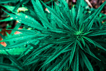 Blooming Marijuana plant with early white Flowers, cannabis sativa leaves, marihuana