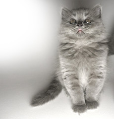 cucciolo gatto di razza british long hair grigio su sfondo bianco © Stefano