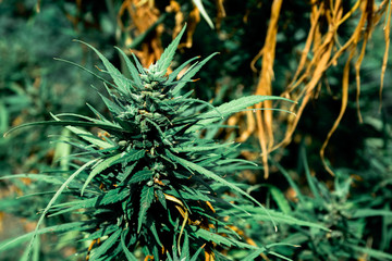 Blooming Marijuana plant with early white Flowers, cannabis sativa leaves, marihuana