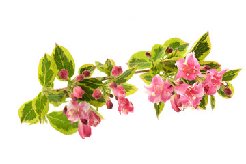 Weigela nana variegata, branch with flowers isolated on white background.