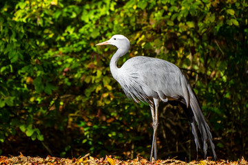 The Blue Crane, Grus paradisea, is an endangered bird