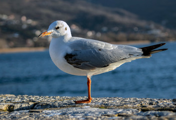 Portrait of a seagull at a lake port.