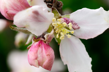 Closeup blossoming tree brunch with white flowers