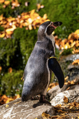 Humboldt Penguin, Spheniscus humboldti in the zoo