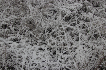 beautiful winter landscape dry plants in the snow