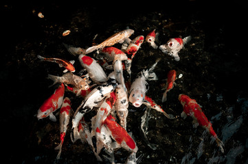 Koi swimming in a water garden,koi fishes,Koi Fish swim in pond.Isolate background is black.Fancy...
