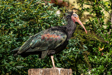 Northern Bald ibis, Geronticus eremita in the zoo