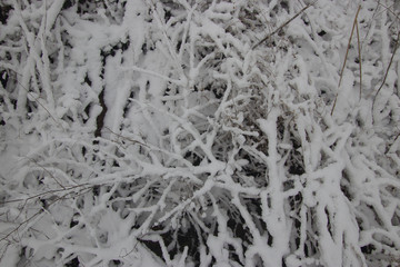 beautiful winter landscape dry plants in the snow