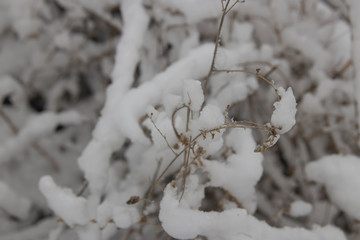 beautiful winter landscape dry plants in the snow