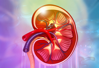 Anatomy of human kidney cross section. 3d illustration.