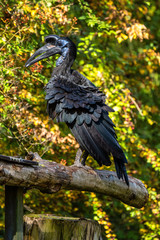 Abyssinian northern Ground Hornbill, Bucorvus abyssinicus strange bird