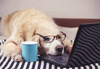  golden retriever dog wearing eye glasses  lying down with computer laptop and blue cup of coffee.