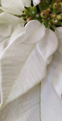 white poinsettia leaves