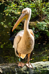 Great White Pelican, Pelecanus onocrotalus in the zoo