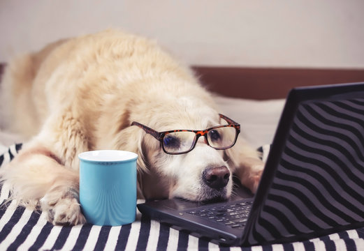  golden retriever dog wearing eye glasses  lying down with computer laptop and blue cup of coffee.